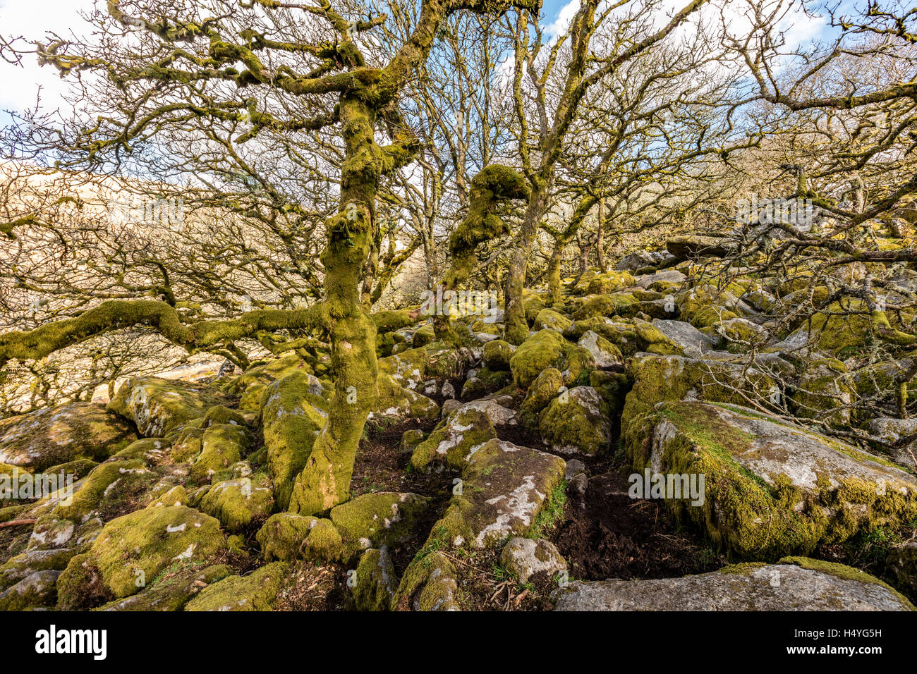 Chênes centenaires dans Wistmans Wood, Dartmoor National Park, Devon, Royaume-Uni Banque D'Images