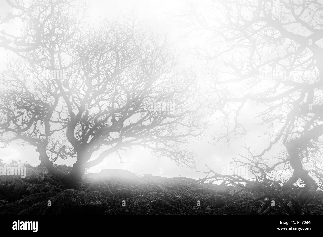 Chênes centenaires dans le brouillard en Wistmans Wood, Dartmoor National Park, Devon, Royaume-Uni, monochrome Banque D'Images