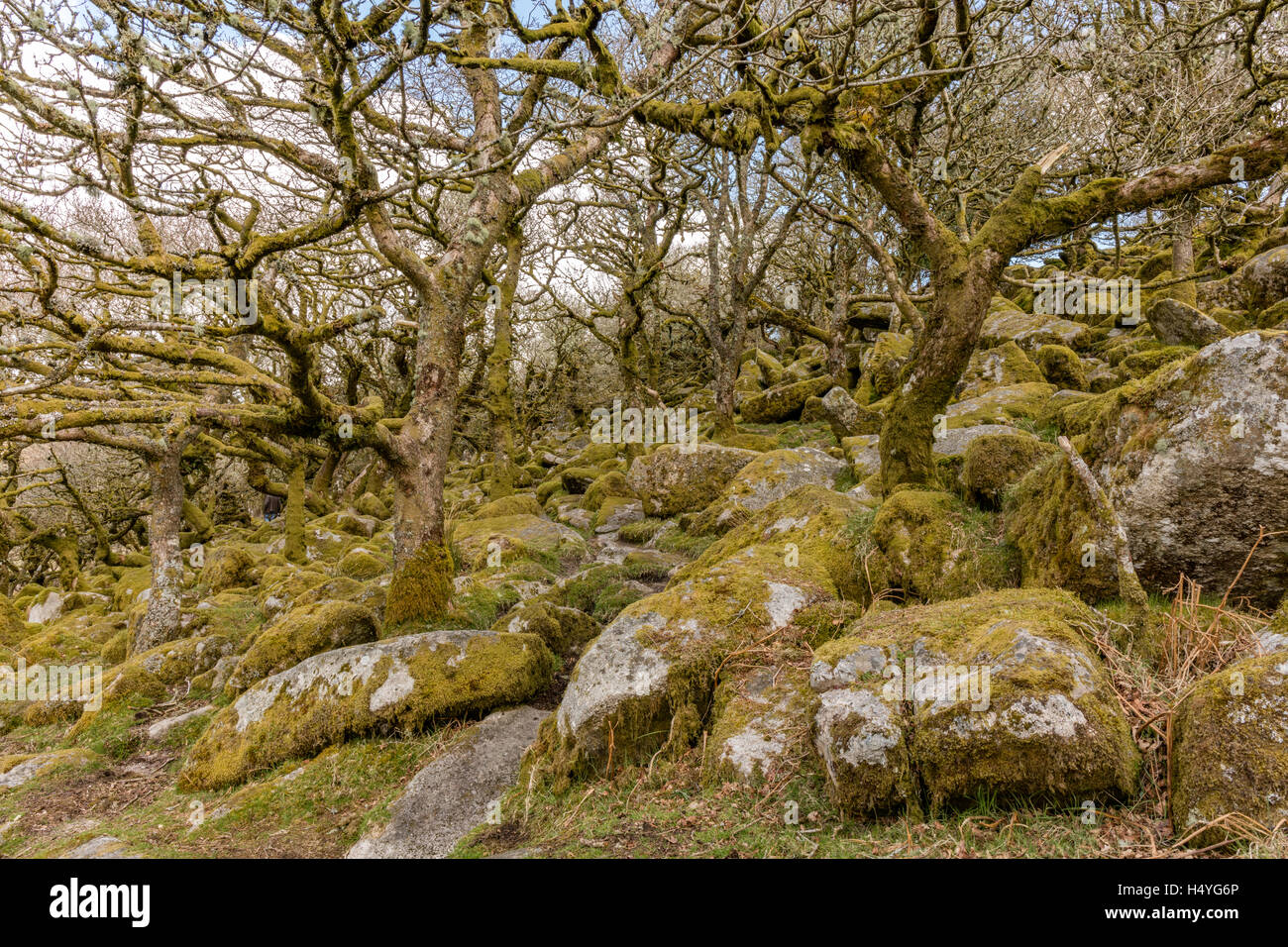 Chênes centenaires dans Wistmans Wood, Dartmoor National Park, Devon, Grande Bretagne Banque D'Images