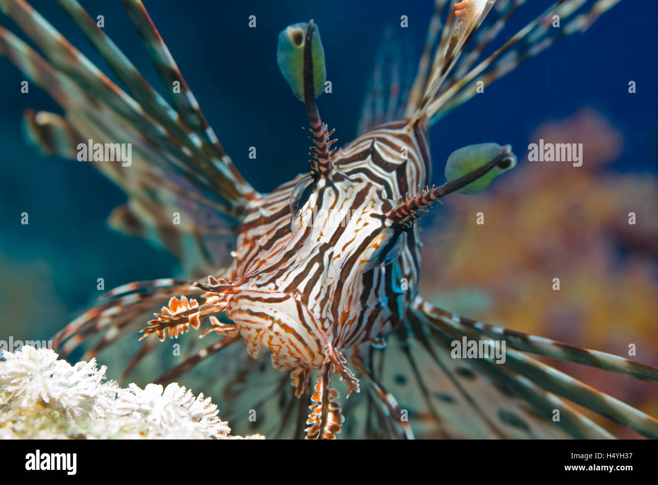 Diable indien Firefish ou rascasse volante (Pterois miles), Red Sea, Egypt, Africa Banque D'Images