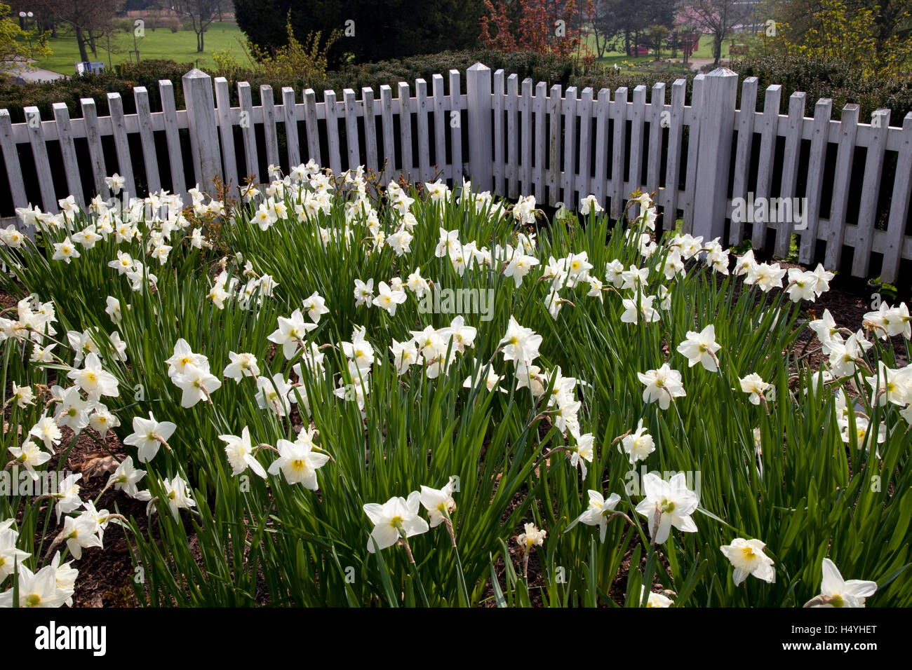 La floraison des jonquilles, le printemps en Westfalenpark, Dortmund, Ruhr, Rhénanie du Nord-Westphalie Banque D'Images