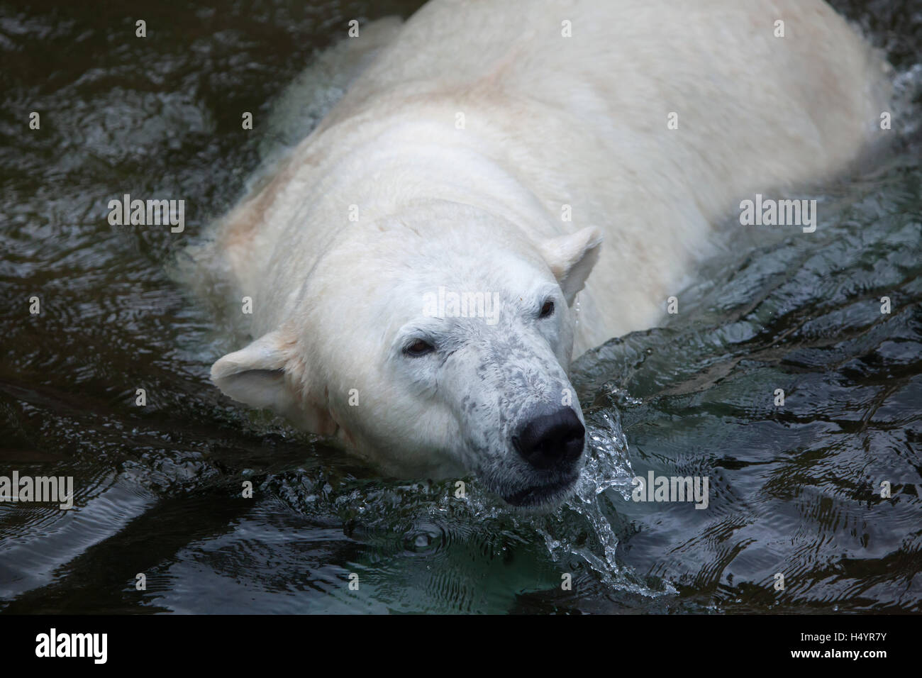 L'ours polaire (Ursus maritimus) natation. Des animaux de la faune. Banque D'Images