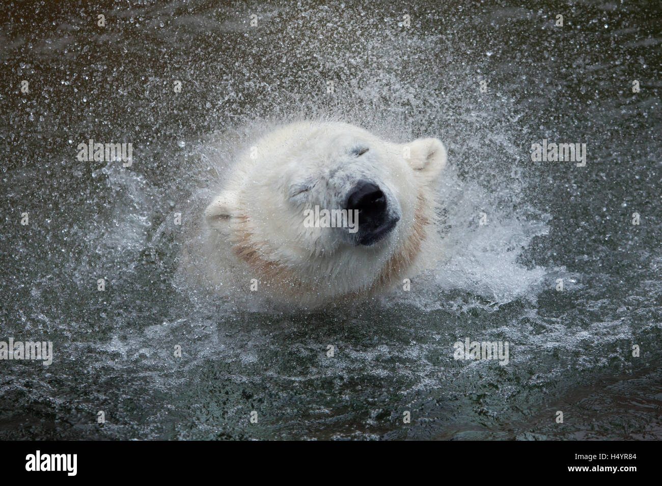 L'ours polaire (Ursus maritimus) secouant. Des animaux de la faune. Banque D'Images