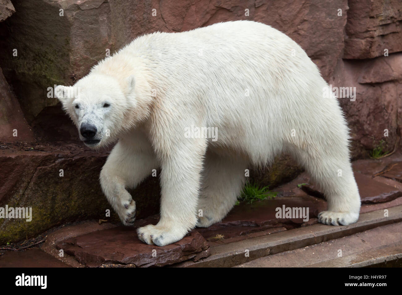 L'ours polaire (Ursus maritimus) au zoo de Nuremberg à Nuremberg, Bavière, Allemagne. Banque D'Images