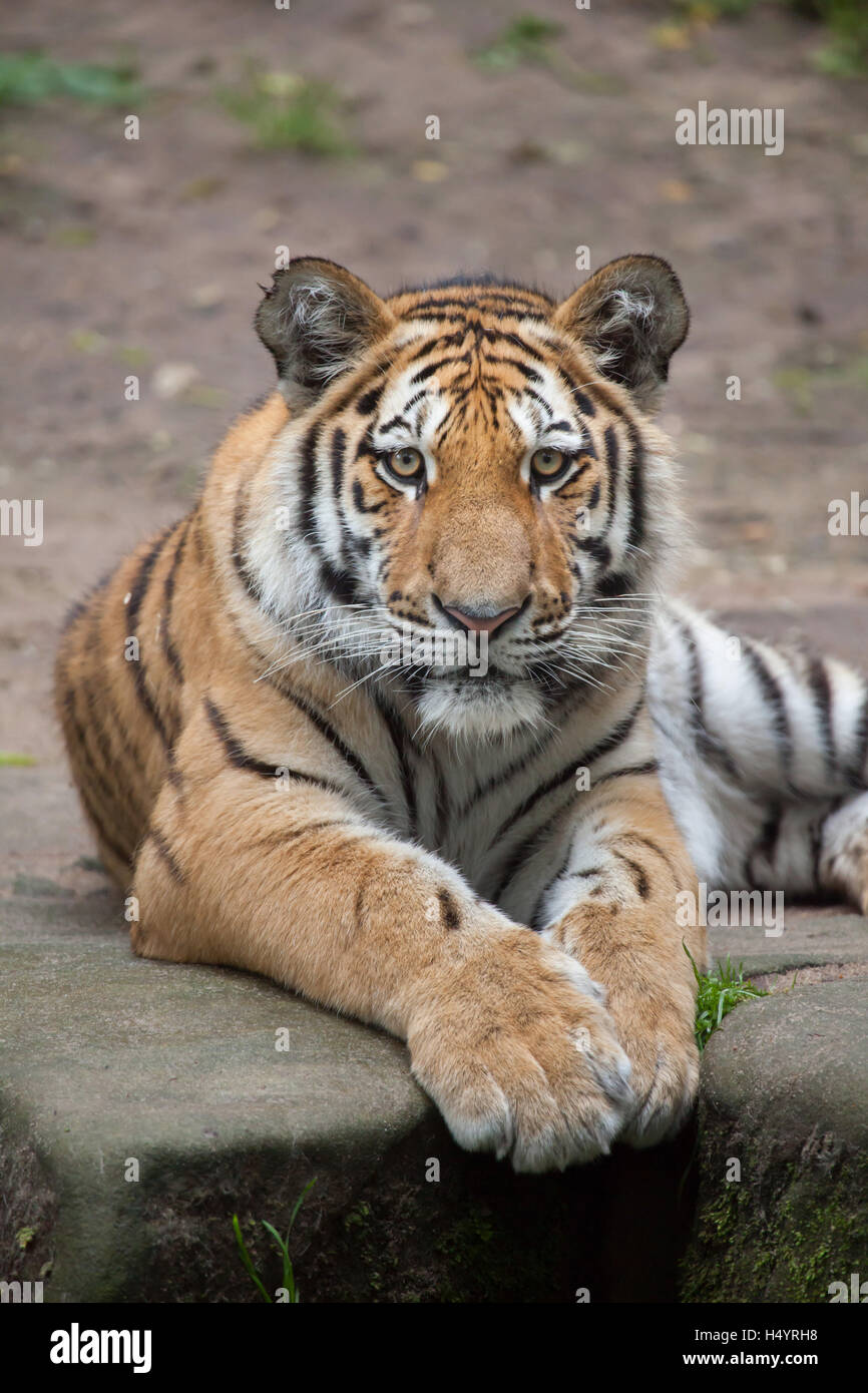 One-year-old tigre de Sibérie (Panthera tigris altaica) appelé Aljoscha zoo de Nuremberg à Nuremberg, Bavière, Allemagne. Deux Siber Banque D'Images