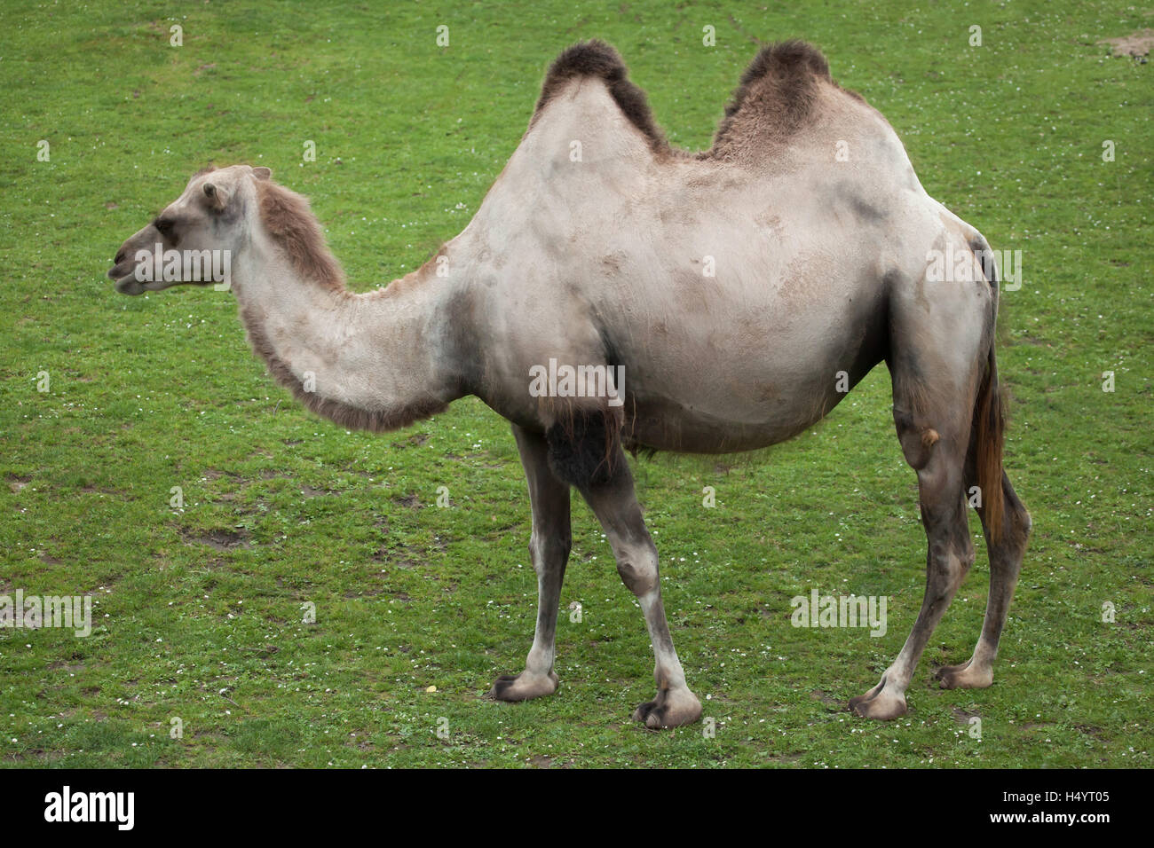 Chameau de Bactriane (Camelus bactrianus). Animal domestique. Banque D'Images