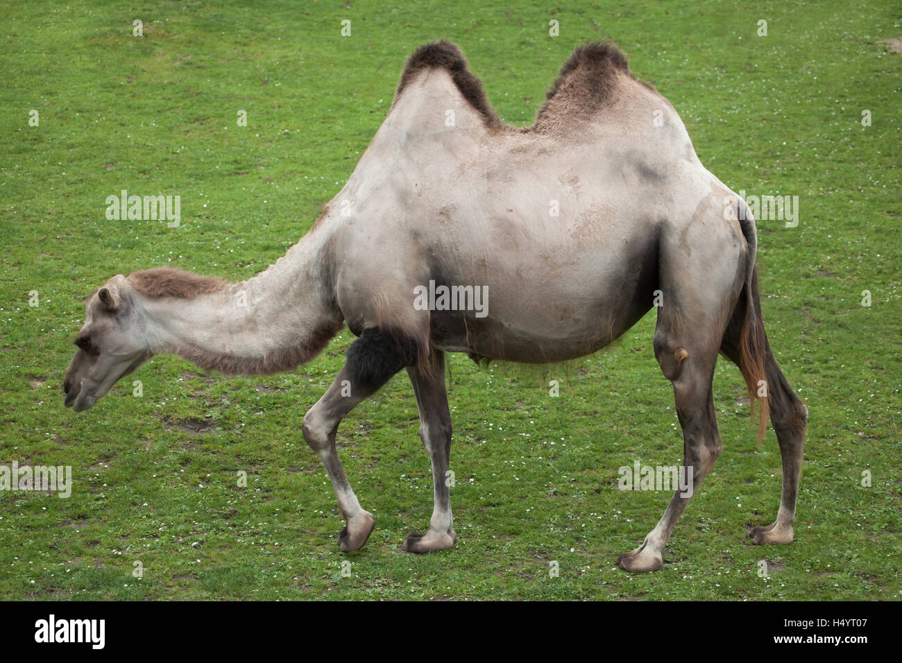 Chameau de Bactriane (Camelus bactrianus). Animal domestique. Banque D'Images