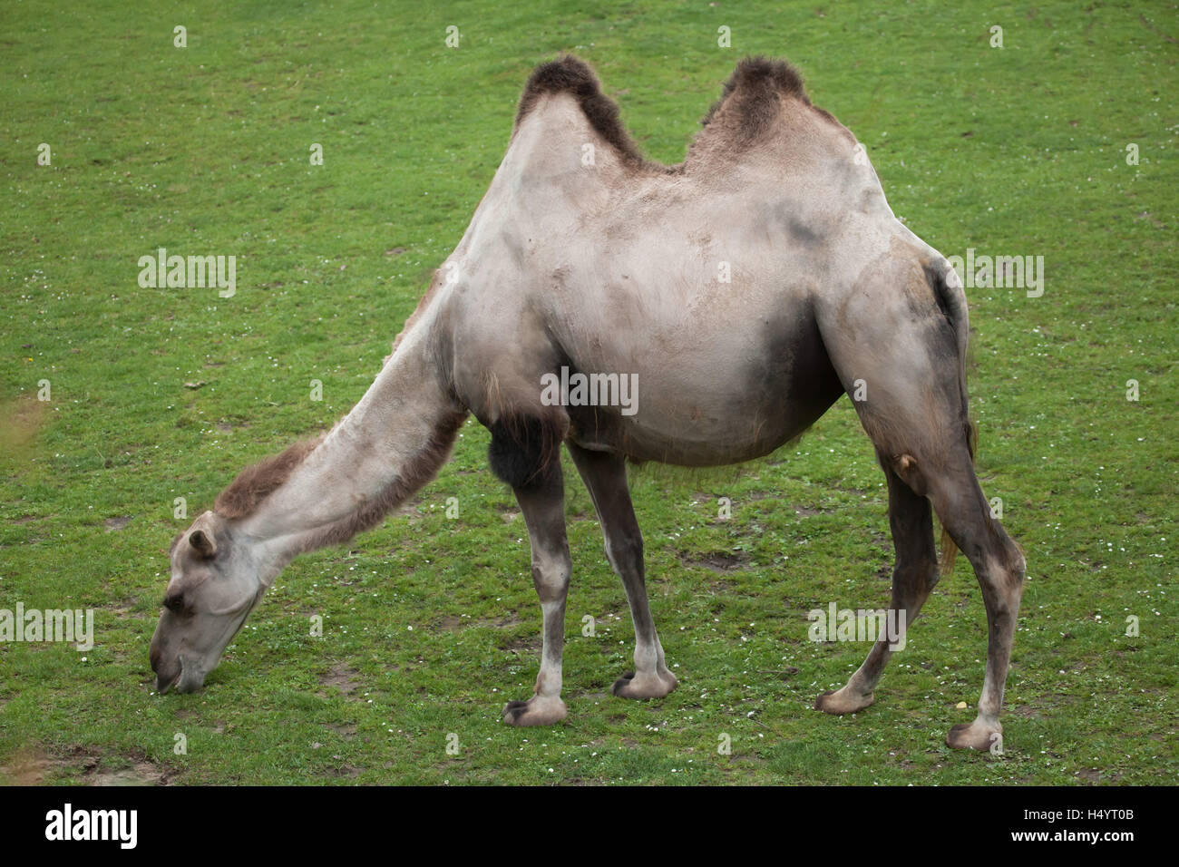 Chameau de Bactriane (Camelus bactrianus). Animal domestique. Banque D'Images