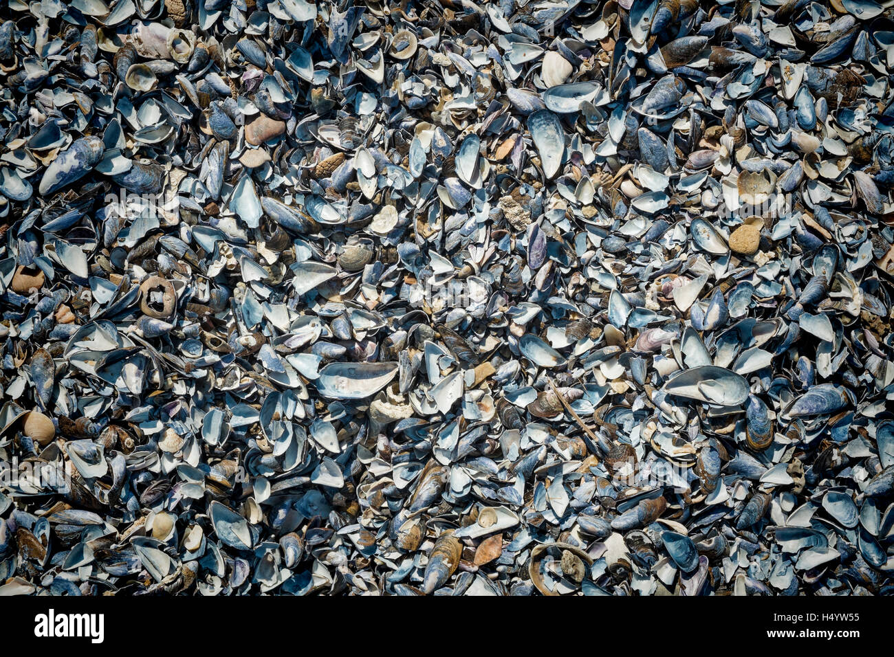 Prendre plein cadre d'un assortiment de coquillages sur une plage Banque D'Images