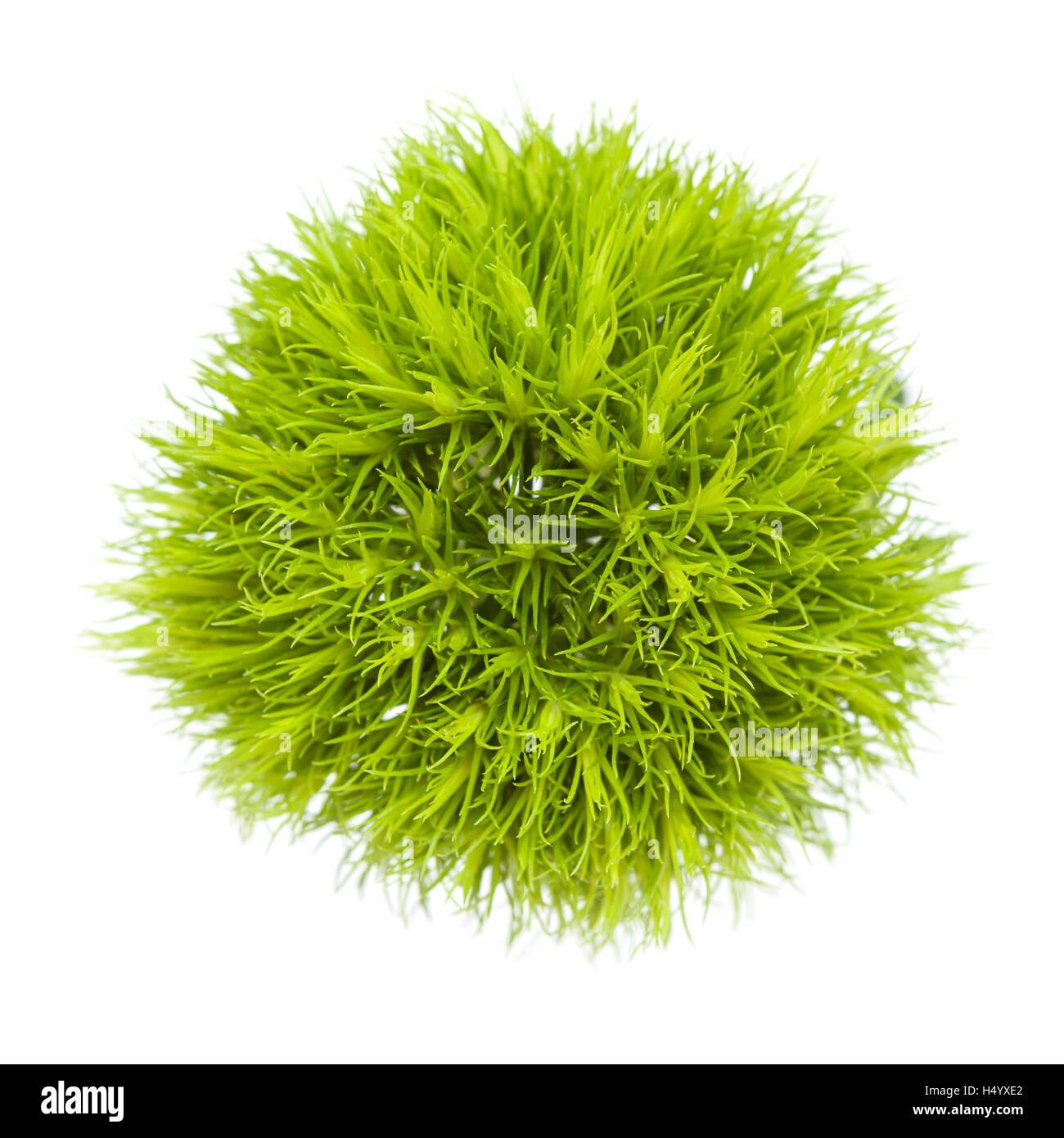 Green carnation flower Dianthus barbatus isolated on white Banque D'Images