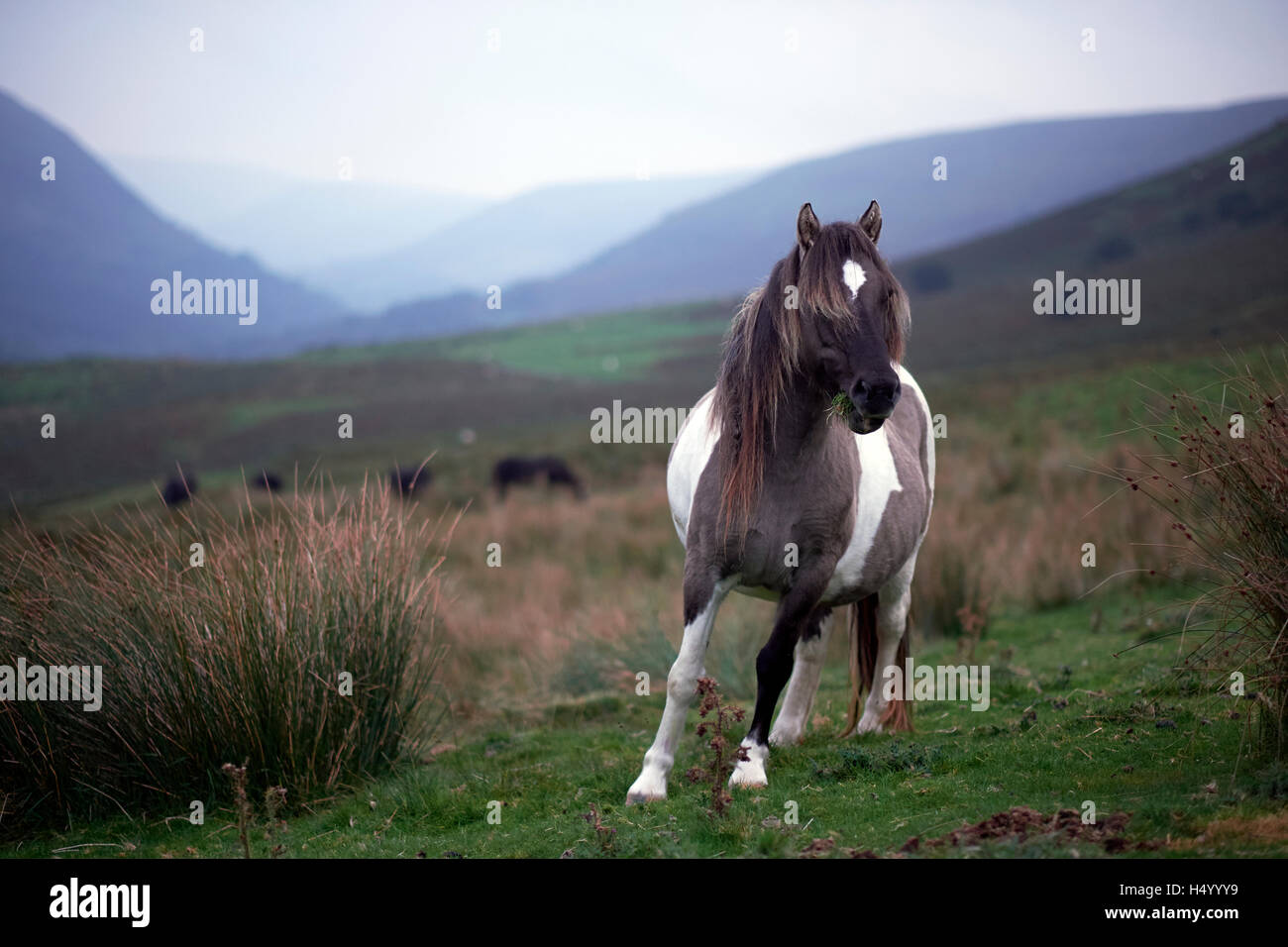 Wild horse en Powys, Pays de Galles, hay bluff, uk Banque D'Images
