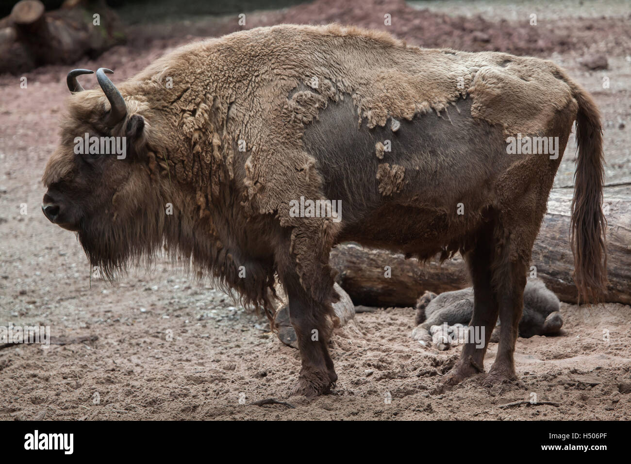 Bison d'Europe (Bison bonasus), également connu sous le nom de bison ou le zoo de Nuremberg le bison des bois à Nuremberg, Bavière, Allemagne. Banque D'Images