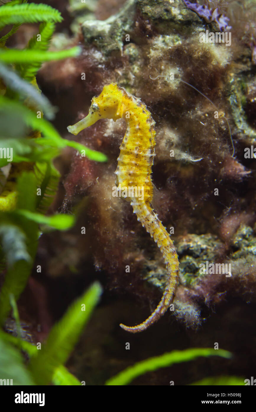 Slender" (Hippocampus reidi), également connu sous le nom de longsnout seahorse. Des animaux de la faune. Banque D'Images