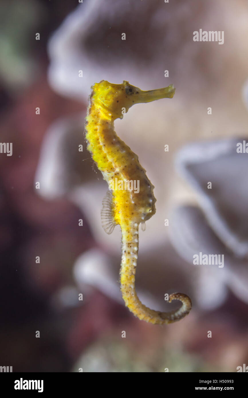 Slender" (Hippocampus reidi), également connu sous le nom de longsnout seahorse. Des animaux de la faune. Banque D'Images