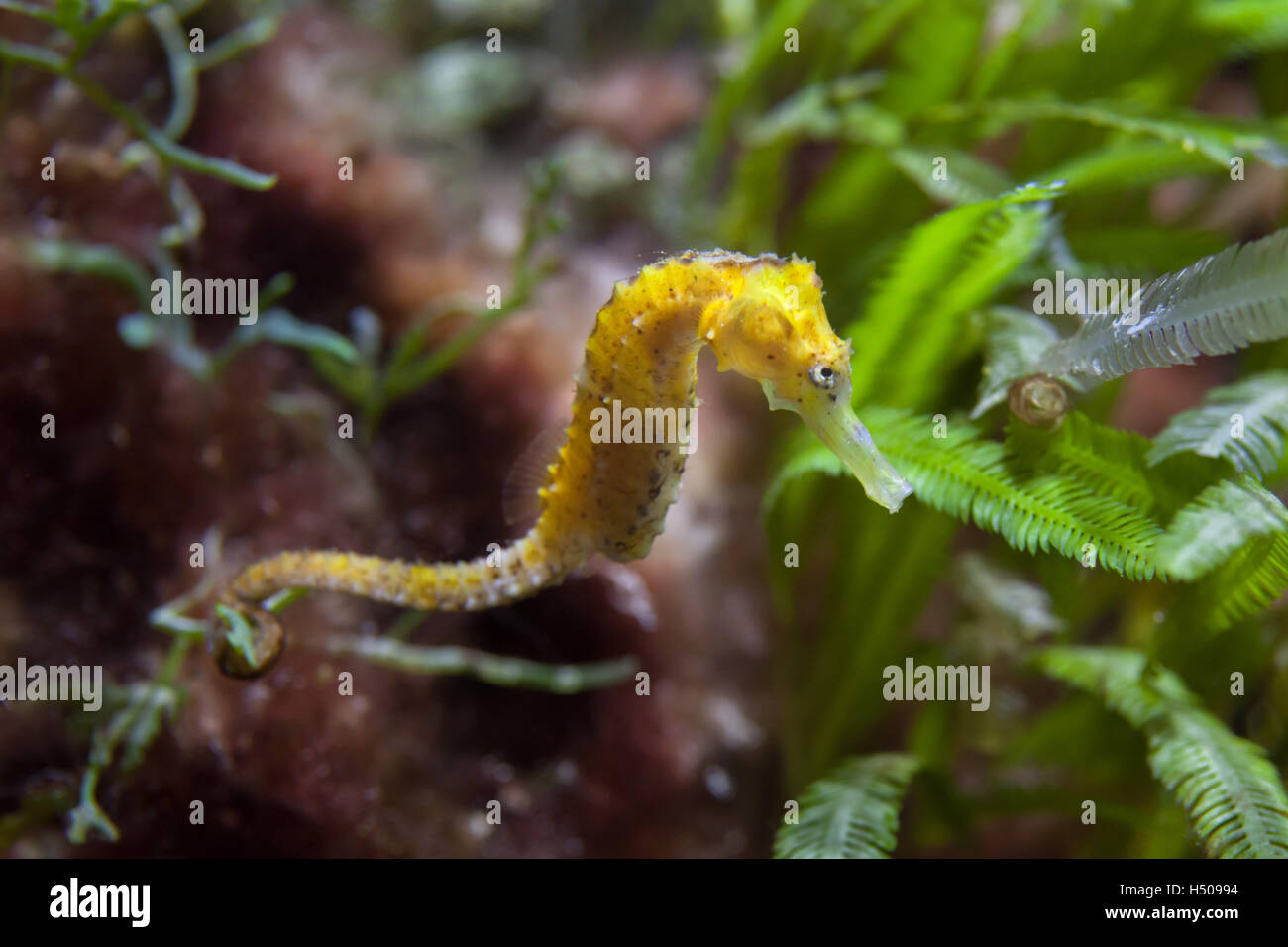 Slender" (Hippocampus reidi), également connu sous le nom de longsnout seahorse. Des animaux de la faune. Banque D'Images