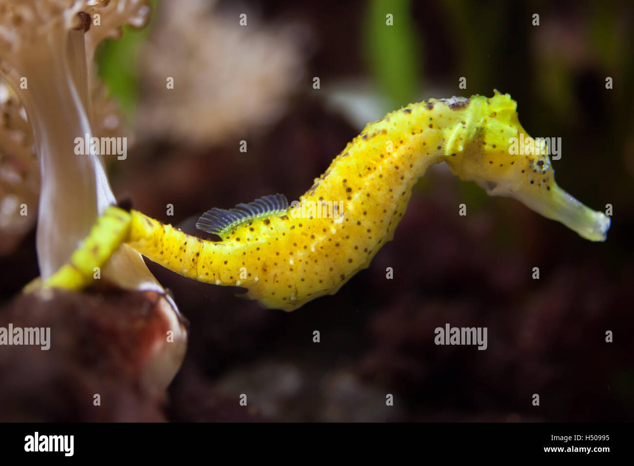 Slender" (Hippocampus reidi), également connu sous le nom de longsnout seahorse. Des animaux de la faune. Banque D'Images