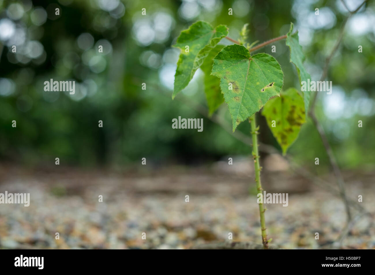 Petit arbre de Bodhi sur sol en pierre en Asie.(Selective focus) Banque D'Images