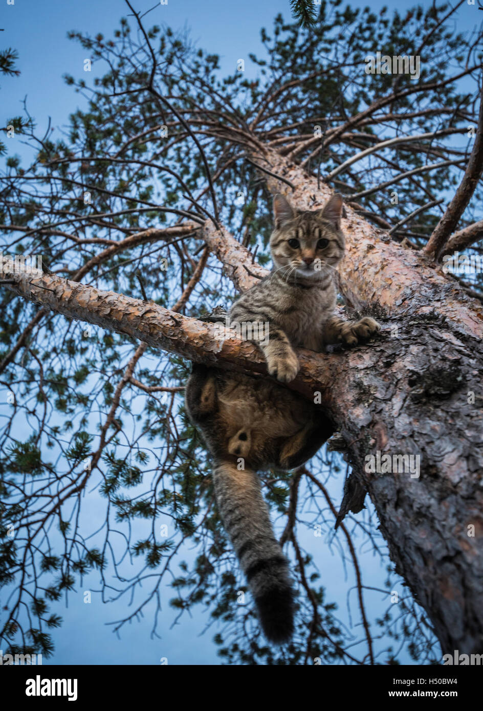 Chat drôle regarder sur le photographe et me demande si l'homme derrière la caméra peut aider à le descendre de l'arbre Banque D'Images