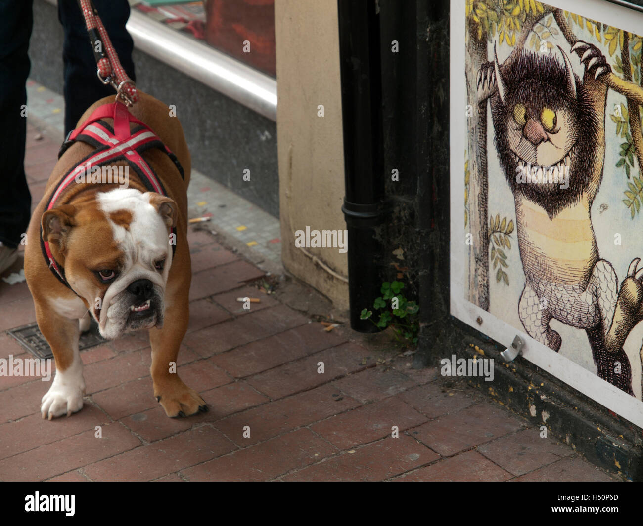 Un bouledogue dans la rue à Brighton Banque D'Images
