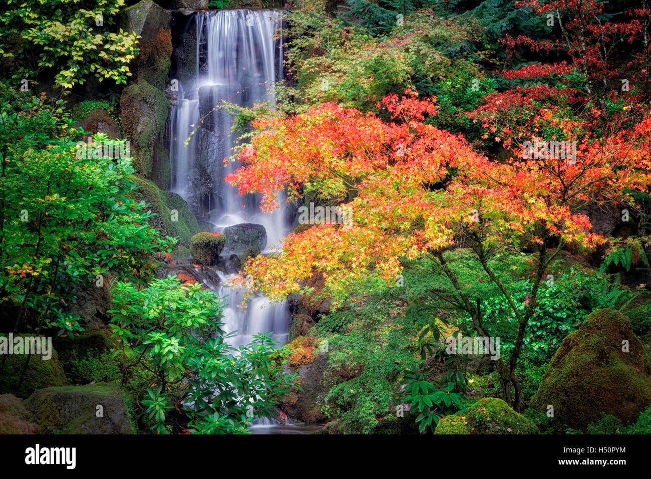 La couleur de l'automne avec une cascade dans les jardins japonais. Portland. Oregon Banque D'Images