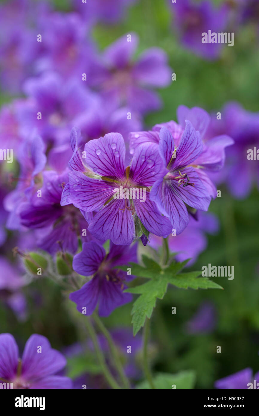Gros plan de Hardy Purple Cranesbill Geranium floraison dans un jardin anglais, Royaume-Uni Banque D'Images