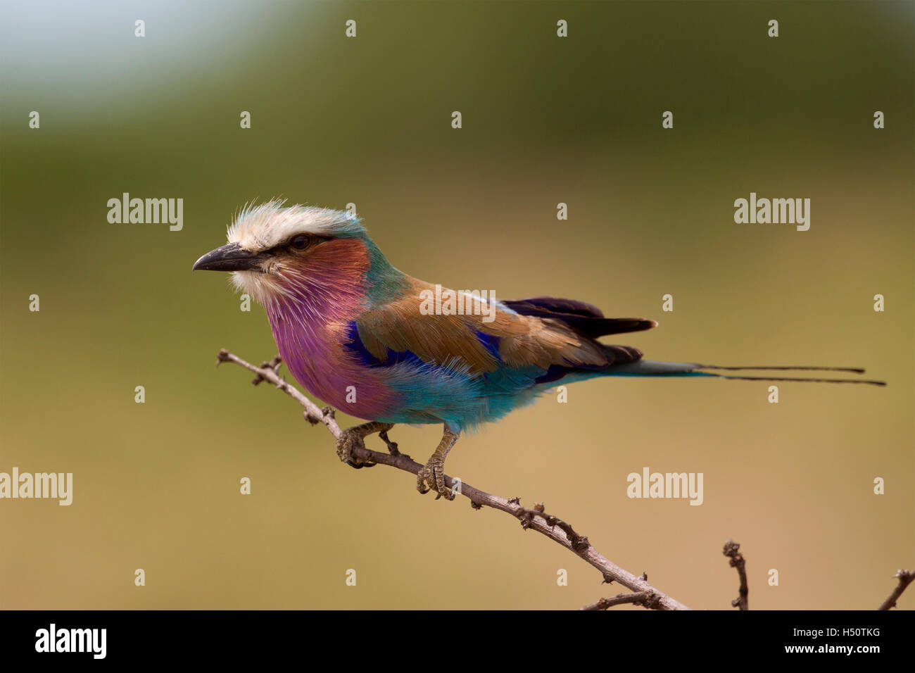 Un Lilac-breasted Roller perché sur une branche Banque D'Images