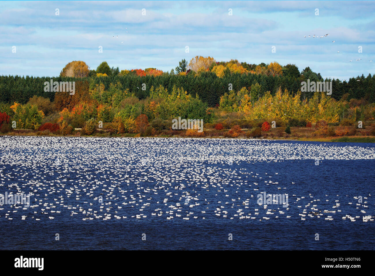 Grande bande d'Oies des neiges, Chen caerulescens, sur l'eau. Banque D'Images