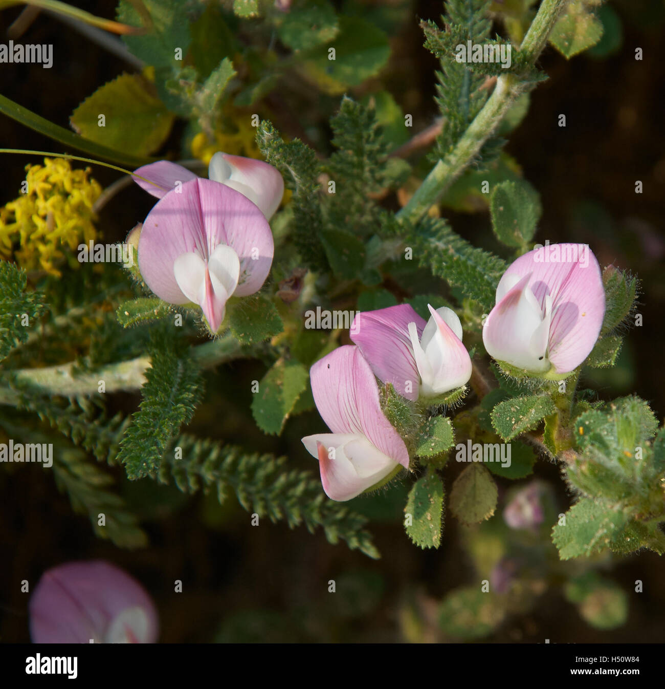 Reste harrow blooms Banque D'Images