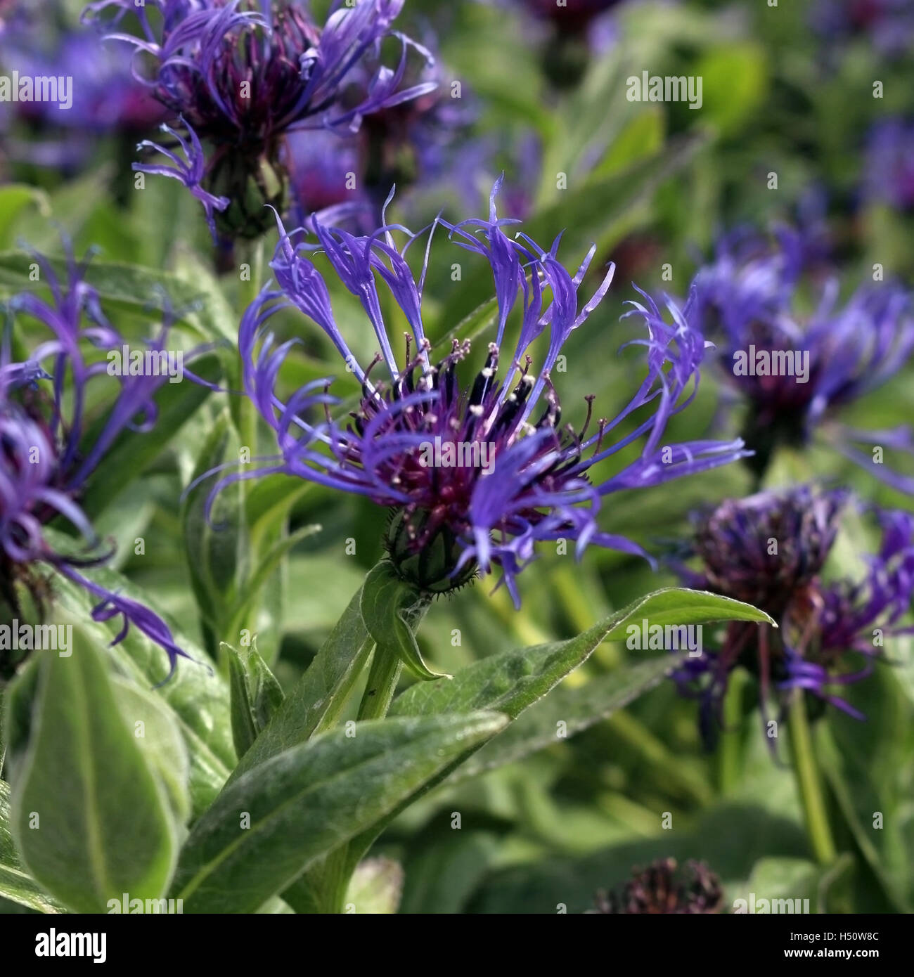 Patagonie exotique fleur pourpre Banque D'Images