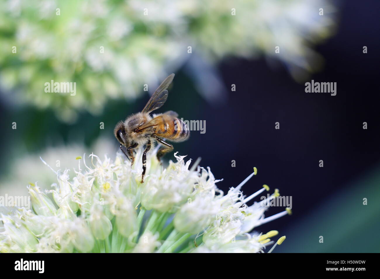 Abeille sur la collecte du pollen de fleur blanche Banque D'Images