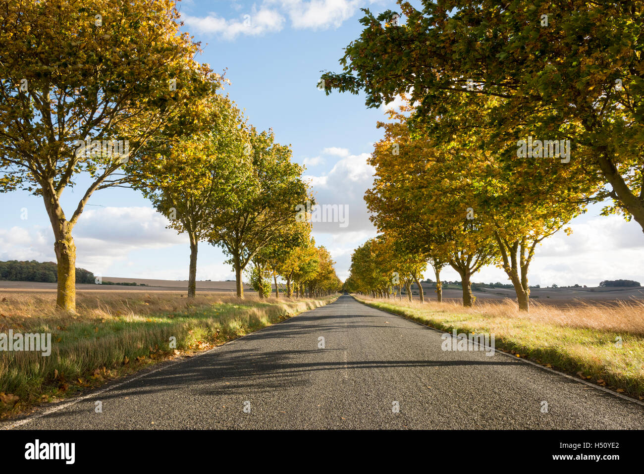 Heydon, South Cambridgeshire, Royaume-Uni. 18 Oct, 2016. Une route bordée d'arbres brille dans couleurs d'automne sur un jour d'automne ensoleillé et venteux. Les températures ont chuté au cours de la semaine et il y a la possibilité de gel plus tard dans la semaine que la saison d'automne se développe. Credit : Julian Eales/Alamy Live News Banque D'Images