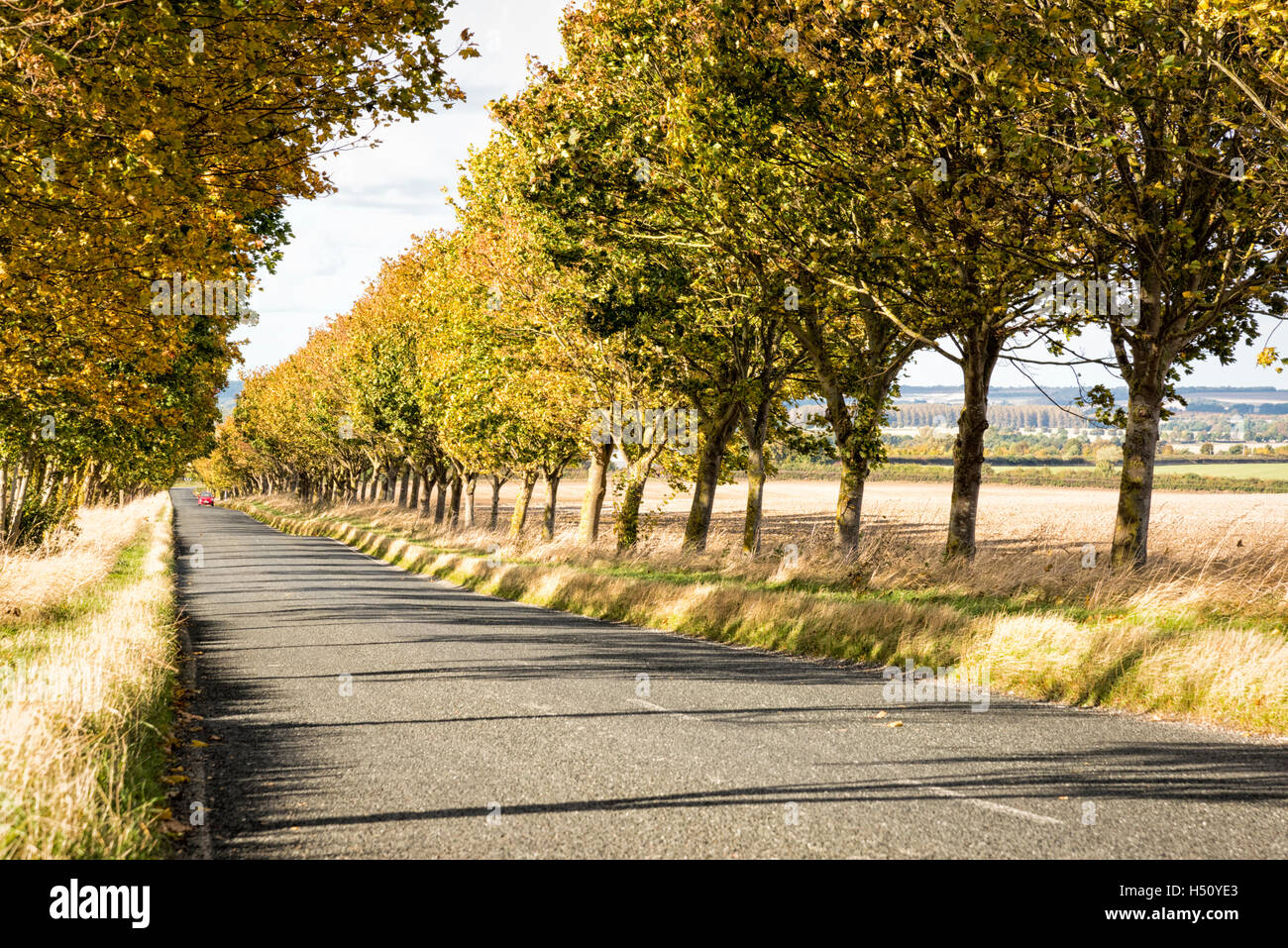 Heydon, South Cambridgeshire, Royaume-Uni. 18 Oct, 2016. Une route bordée d'arbres brille dans couleurs d'automne sur un jour d'automne ensoleillé et venteux. Les températures ont chuté au cours de la semaine et il y a la possibilité de gel plus tard dans la semaine que la saison d'automne se développe. Credit : Julian Eales/Alamy Live News Banque D'Images