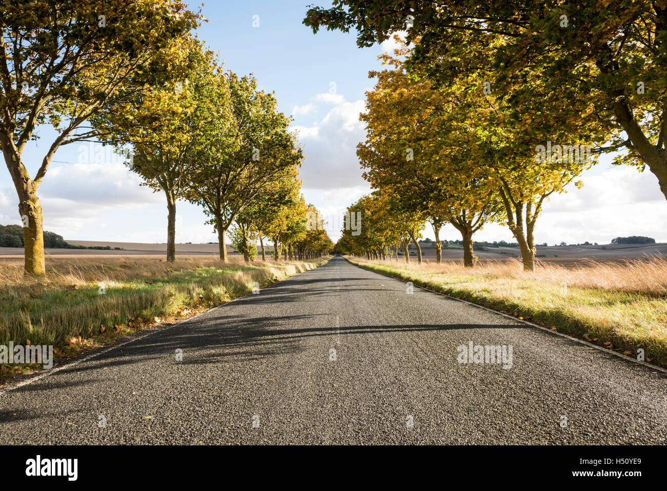 Heydon, South Cambridgeshire, Royaume-Uni. 18 Oct, 2016. Une route bordée d'arbres brille dans couleurs d'automne sur un jour d'automne ensoleillé et venteux. Les températures ont chuté au cours de la semaine et il y a la possibilité de gel plus tard dans la semaine que la saison d'automne se développe. Credit : Julian Eales/Alamy Live News Banque D'Images