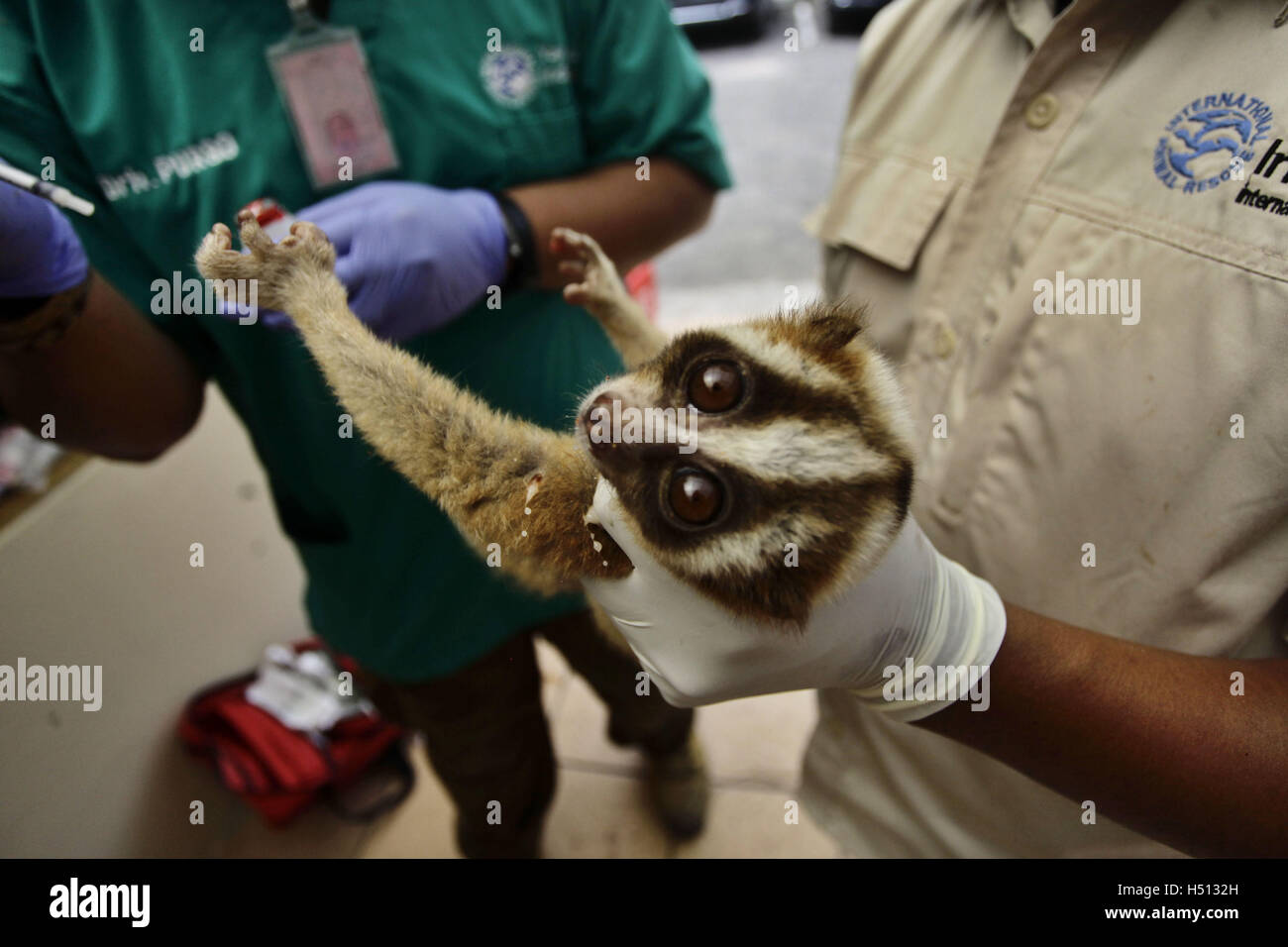 Bandung, Indonésie. 18 Oct, 2016. Un Javan loris lent reçoit un traitement médical par les médecins de l'International Animal Rescue (IRA) après avoir été sauvé de la contrebande dans la région de Bandung, Indonésie, le 18 octobre 2016. Le Javan loris lent est l'une des espèces les plus menacées. © Banyu Biru/Xinhua/Alamy Live News Banque D'Images