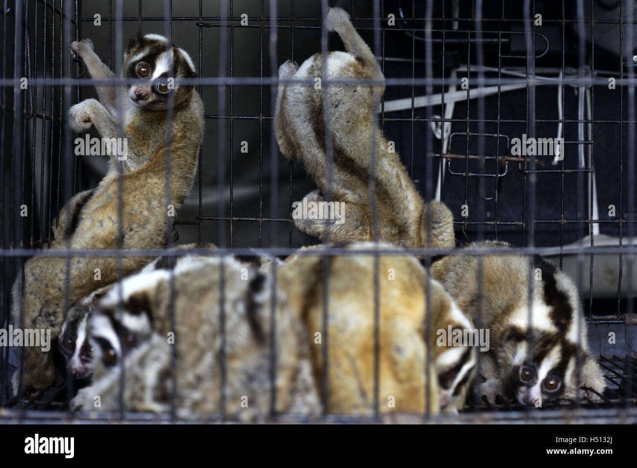 Bandung, Indonésie. 18 Oct, 2016. Javan loris lent sauvé de la contrebande d'attendre de recevoir le traitement médical par les médecins de l'International Animal Rescue (IRA) à Bandung, Indonésie, le 18 octobre 2016. Le Javan loris lent est l'une des espèces les plus menacées. © Banyu Biru/Xinhua/Alamy Live News Banque D'Images