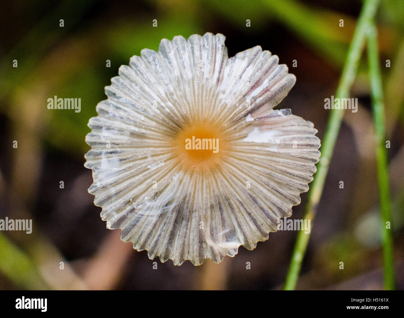 Celle, Allemagne. 19 Oct, 2016. Bolbitius vitellinus, une espèce très répandue des champignons non comestibles pousse sur sol de forêt près de Celle, Allemagne, 19 octobre 2016. Photo : Julian Stratenschulte/dpa/Alamy Live News Banque D'Images