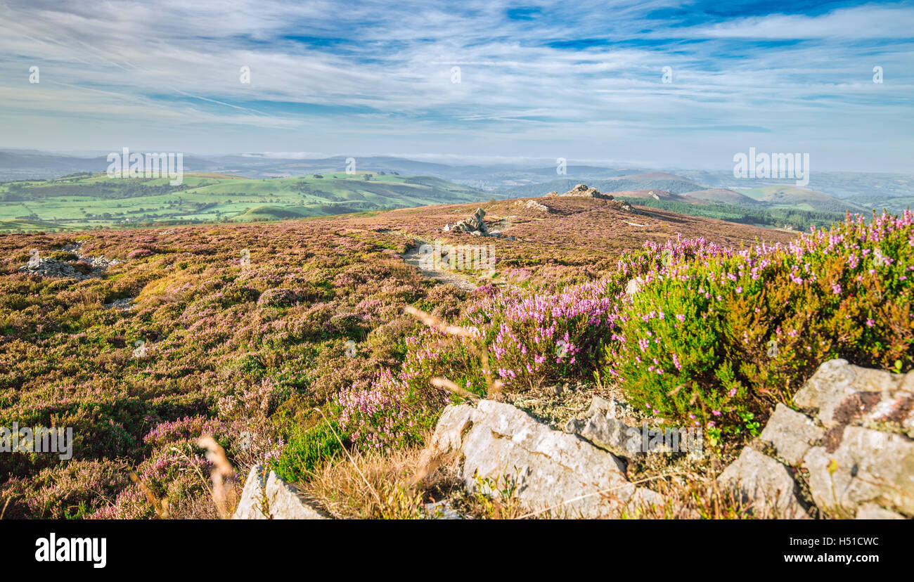 Fleurs de bruyère en fleur Hills dans Stiperstones UK Banque D'Images