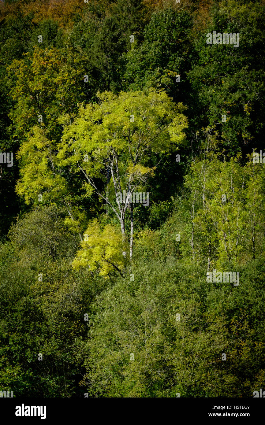 Un arbre de jaunissement sur fond d'arbres en automne plus écologiques Banque D'Images