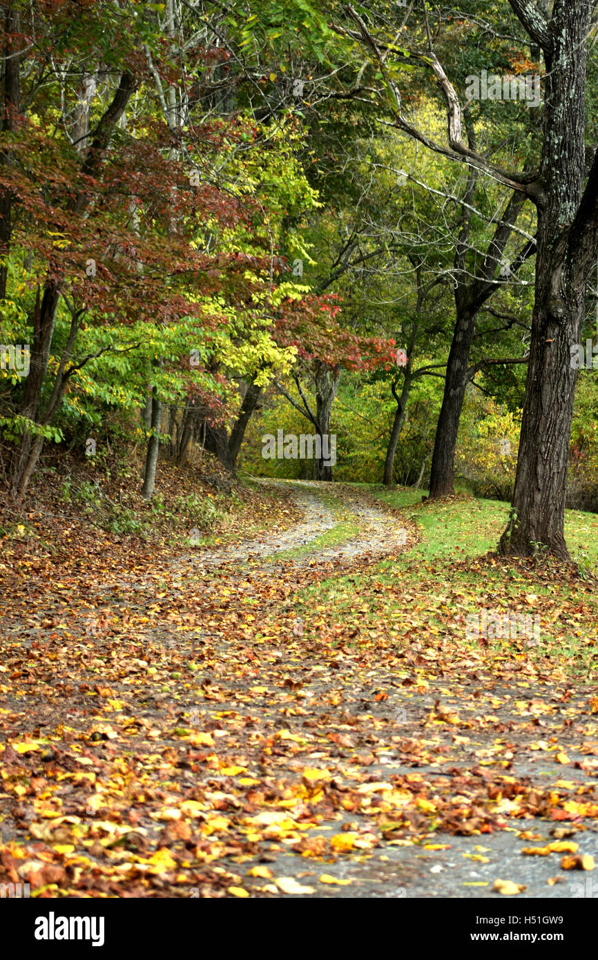 Chemin dans l'automne, avec des feuilles sèches, entre les arbres Banque D'Images
