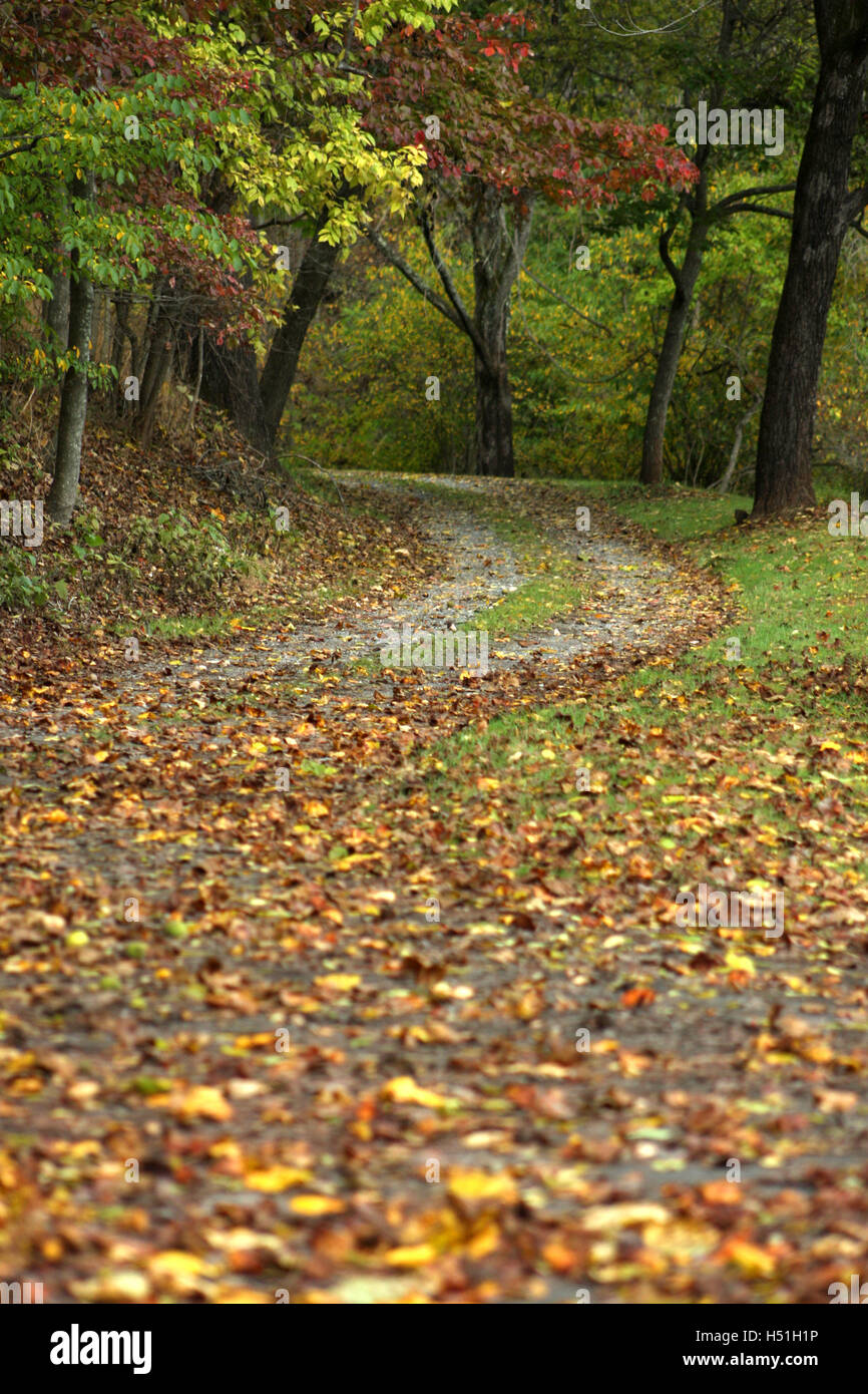 En chemin, l'automne avec des feuilles sèches de tomber des arbres Banque D'Images