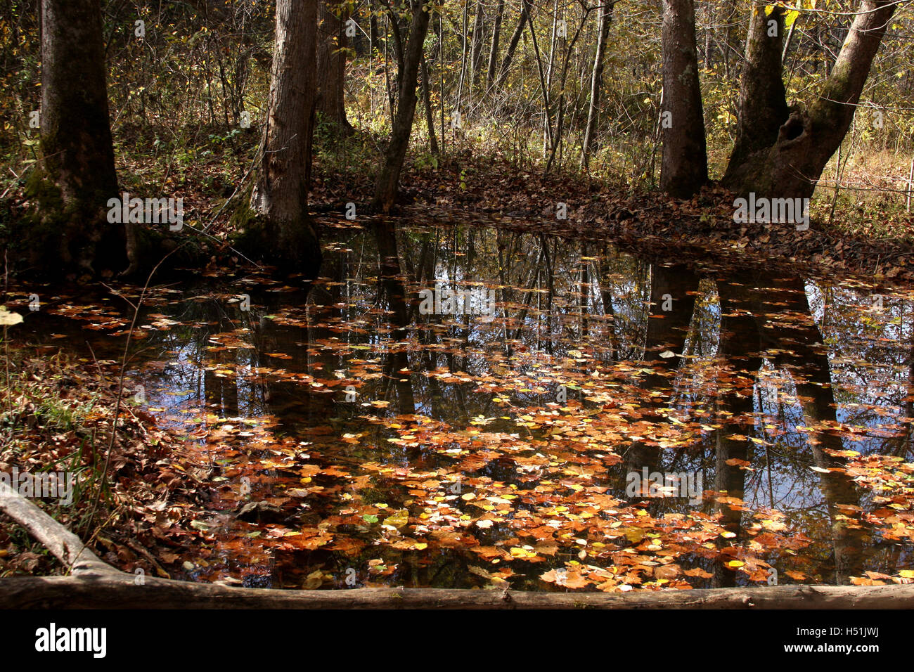 Les feuilles sèches qui flottent à la surface d'un étang Banque D'Images