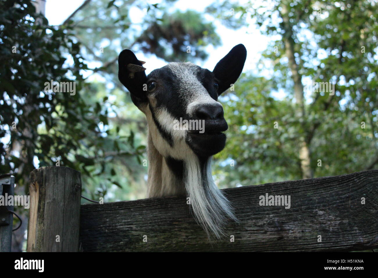 Piquer la tête de chèvre par dessus la clôture de son stylo - avec barbe barbiche ! Banque D'Images