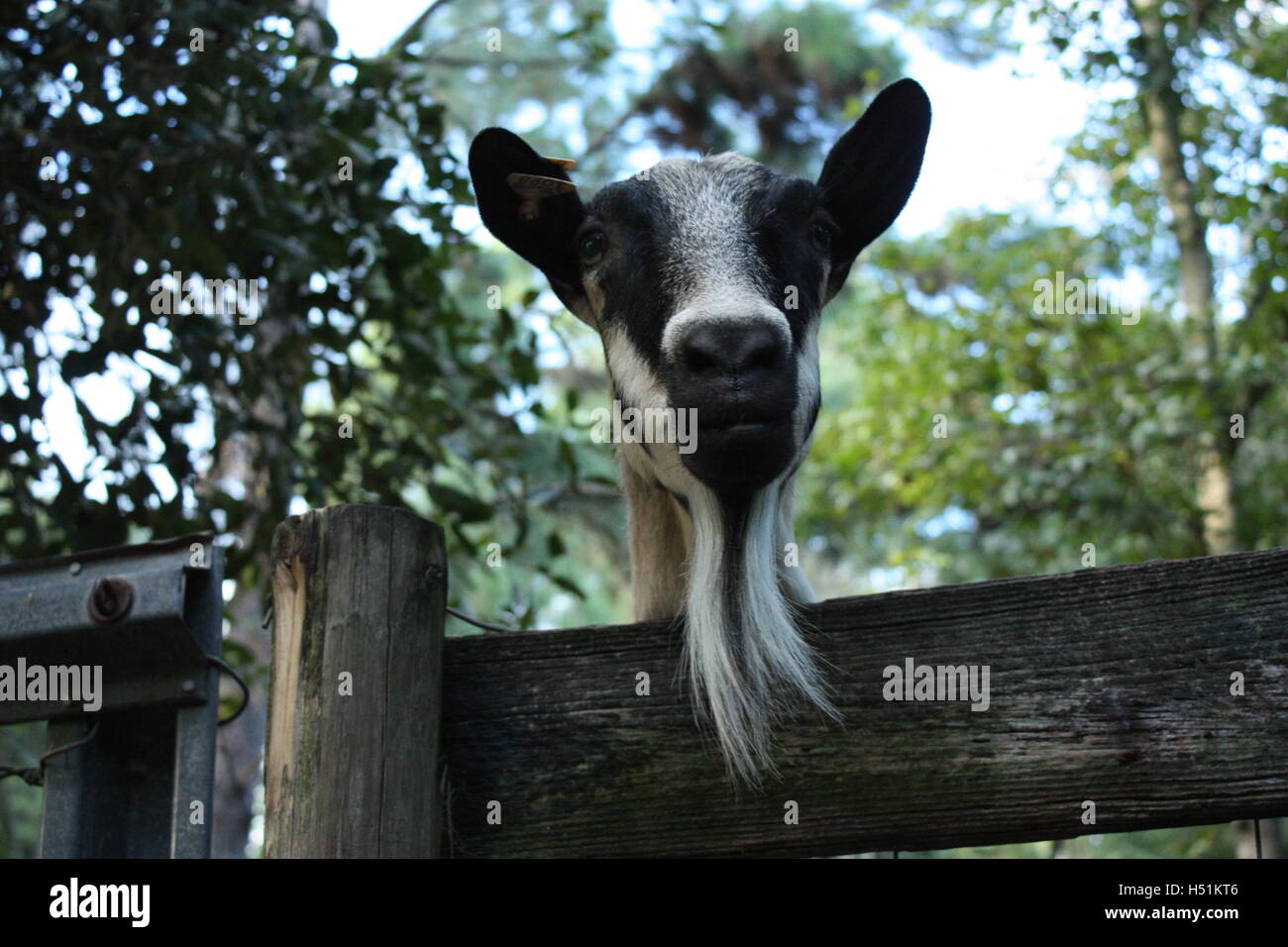 Piquer la tête de chèvre par dessus la clôture de son stylo - avec barbe barbiche ! Banque D'Images