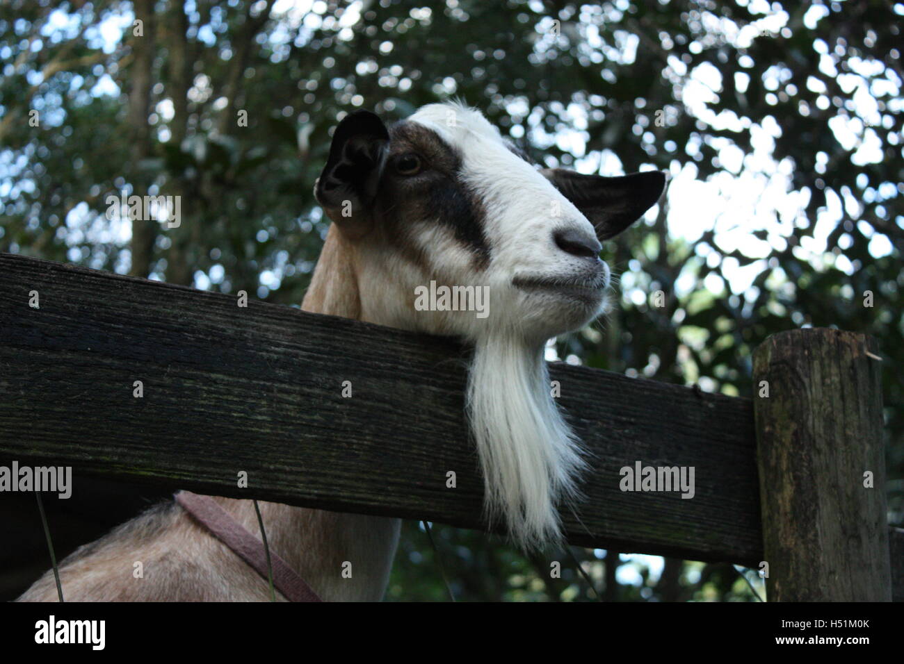 Piquer la tête de chèvre par dessus la clôture de son stylo - avec barbe barbiche ! Banque D'Images