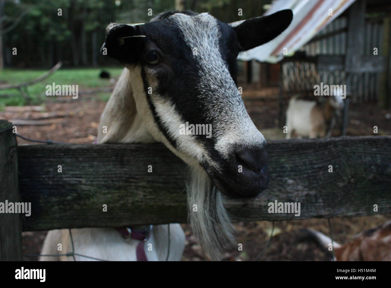 Piquer la tête de chèvre par dessus la clôture de son stylo - bouc barbe ! Banque D'Images