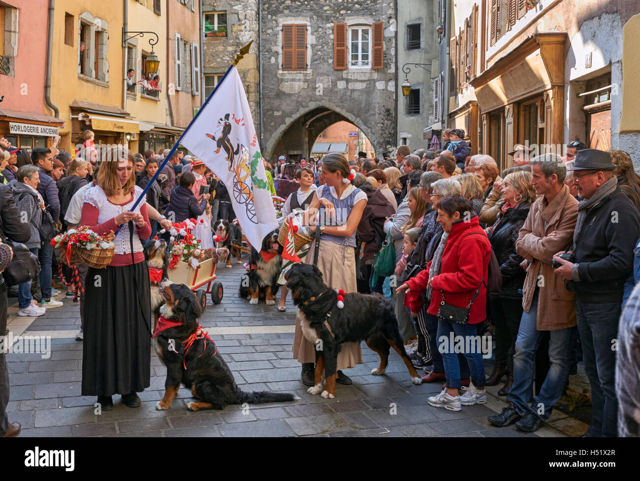 Bouvier Bernois lors de la Retour des Alpages festival. Annecy, Haute-Savoie, France. Banque D'Images