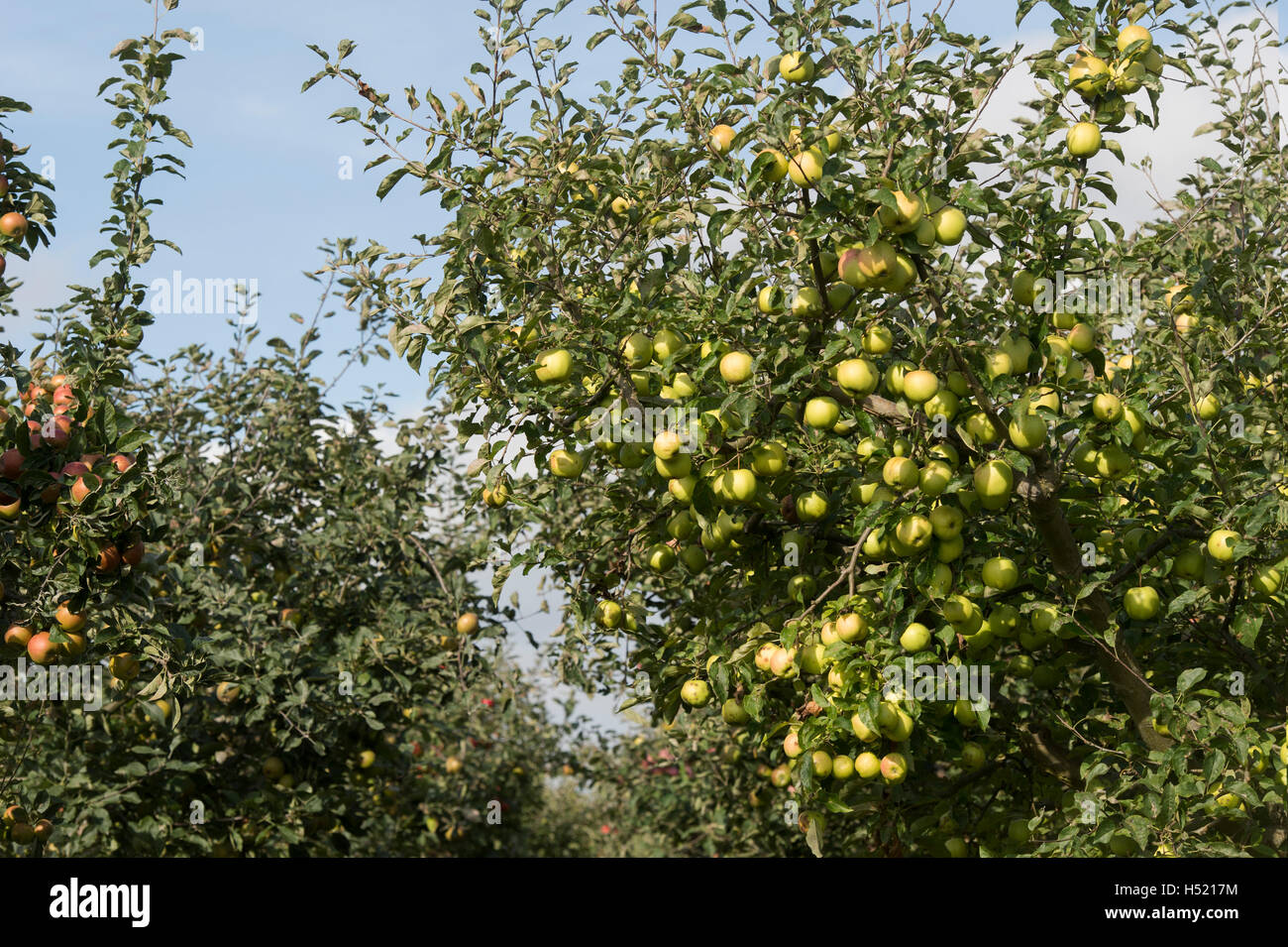 Malus domestica. Pommes Golden Delicious sur un arbre dans un verger Banque D'Images