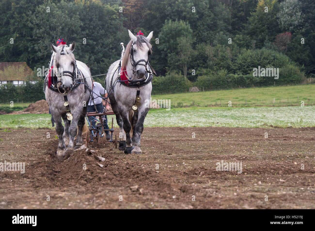 Chevaux percherons labourer à Weald et Downland Open Air Museum, campagne automne show, Singleton, Sussex, Angleterre Banque D'Images