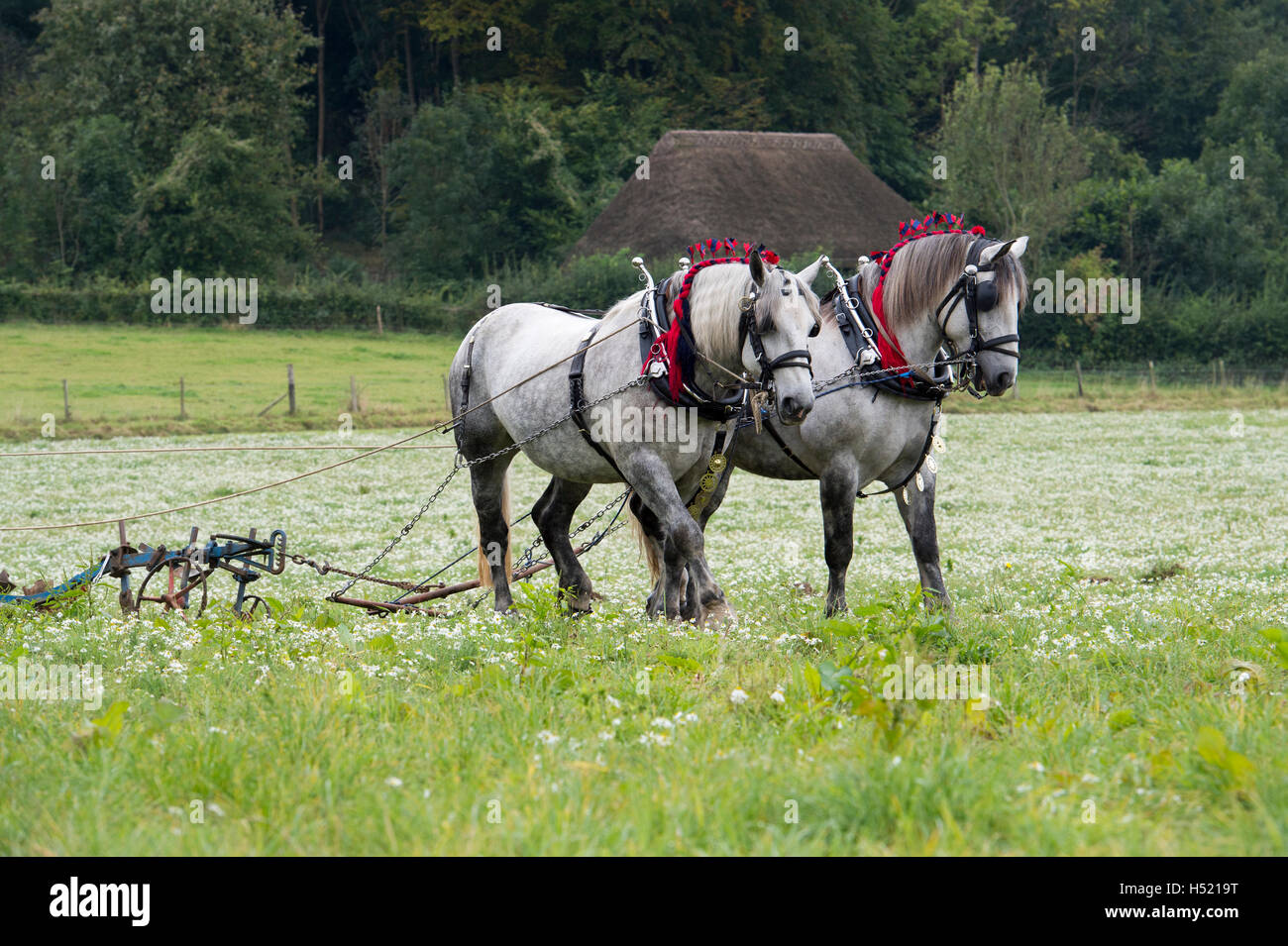 Chevaux percherons labourer à Weald et Downland Open Air Museum, campagne automne show, Singleton, Sussex, Angleterre Banque D'Images