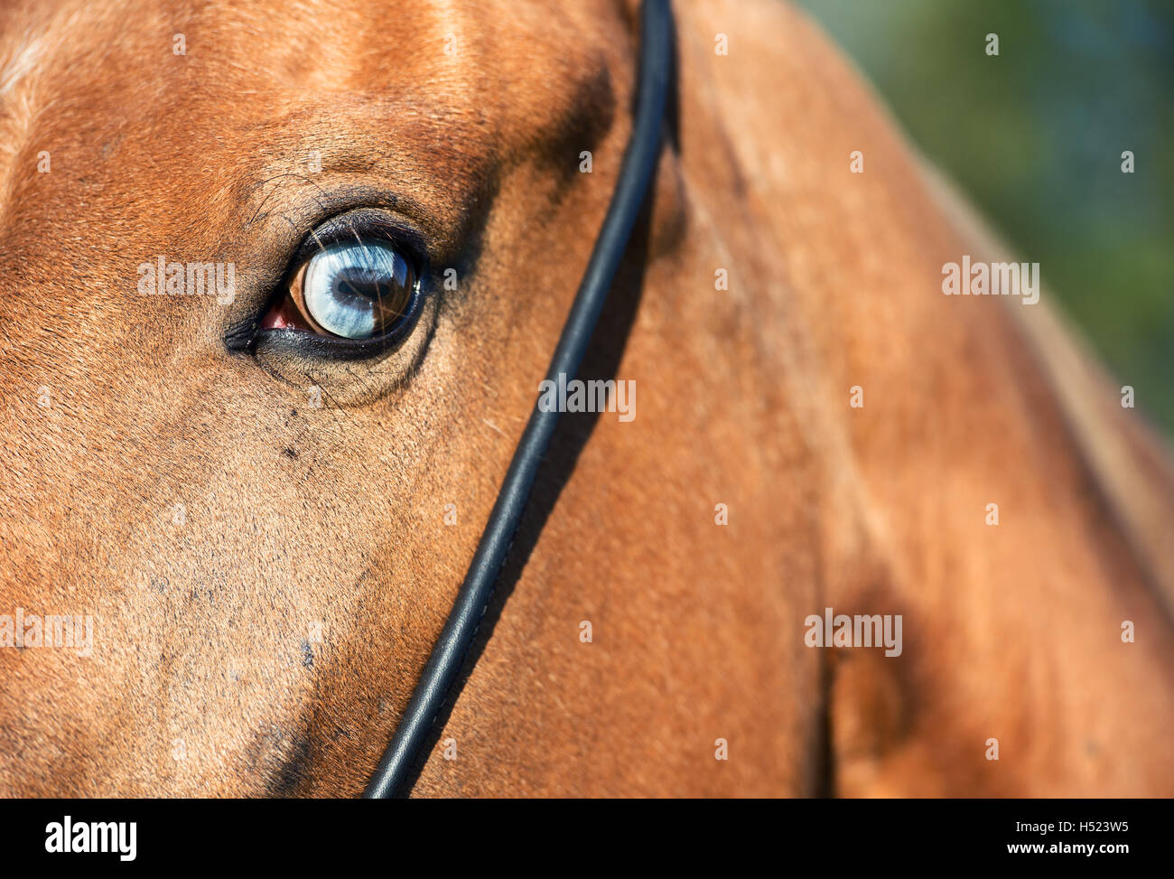 Blue horse eye close up Banque D'Images
